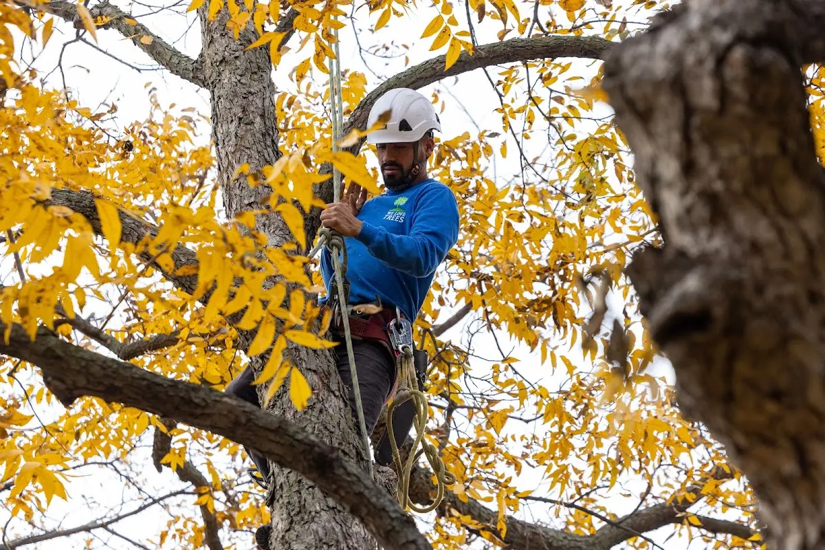 Skilled Tree Trimming crew working in Greensburg